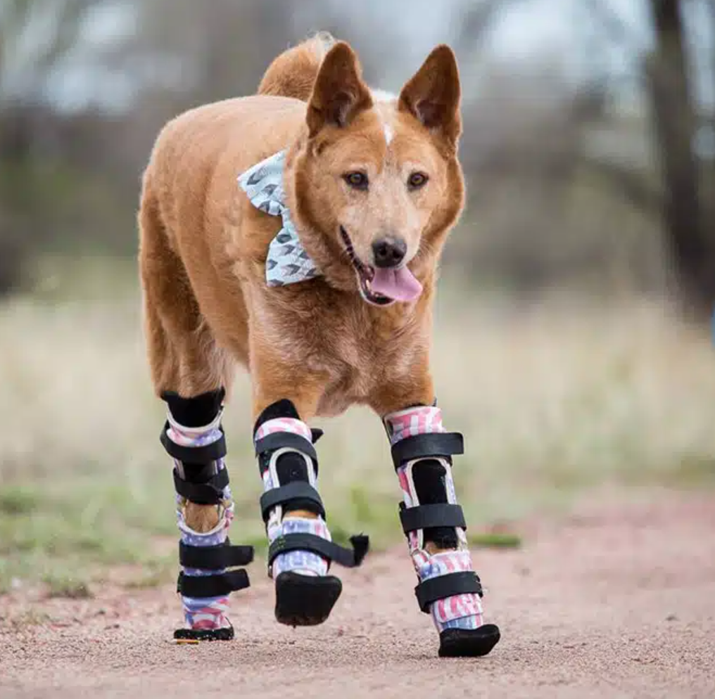 A dog fitted with a prosthetic limb